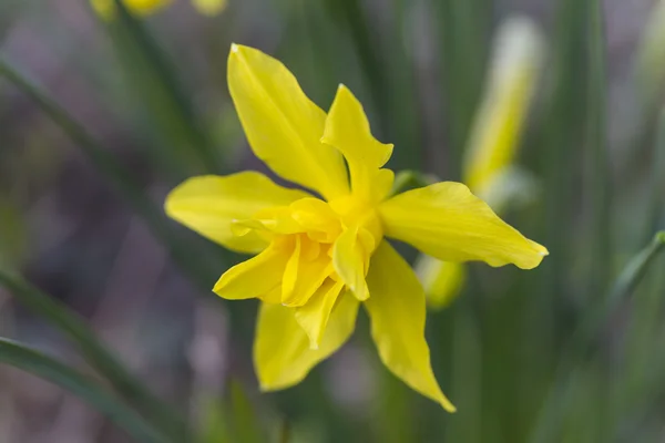 Narzissen im Frühling — Stockfoto