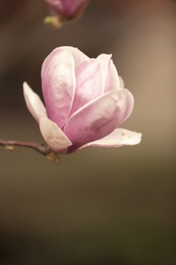 Manolya ağacı çiçek açan