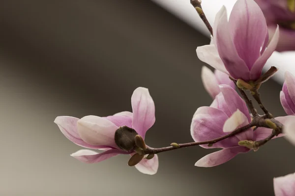 Magnolia floreciendo en el árbol — Foto de Stock