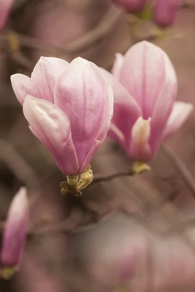 Magnolia op boom in bloei — Stockfoto