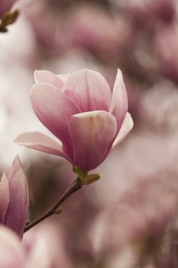 Manolya ağacı çiçek açan