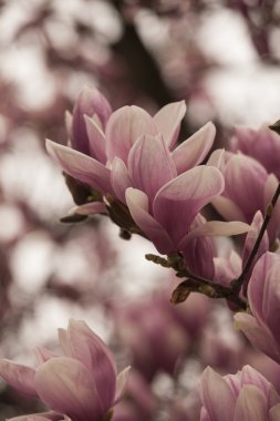 Manolya ağacı çiçek açan