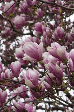 Manolya ağacı çiçek açan