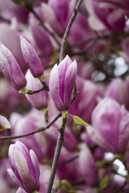 Manolya ağacı çiçek açan