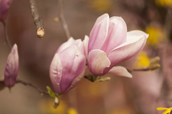 Magnolia blooming on tree — Stock Photo, Image