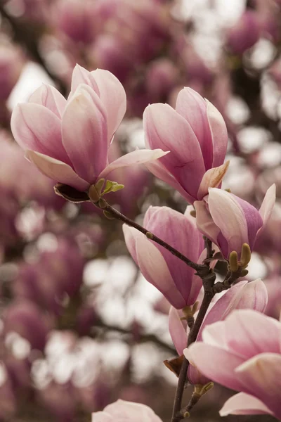 Magnolia op boom in bloei — Stockfoto