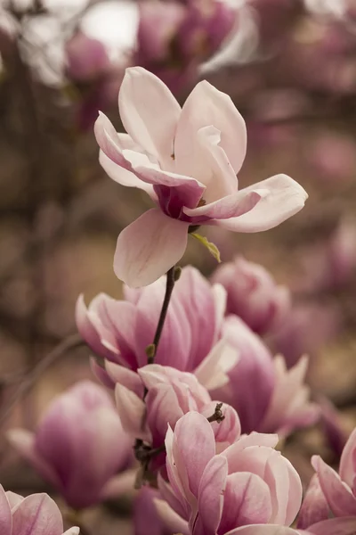 Magnolia blooming on tree — Stock Photo, Image