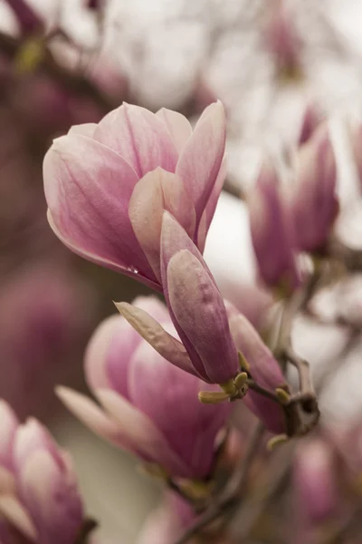 Magnolia floreciendo en el árbol — Foto de Stock