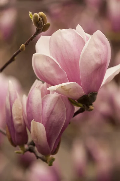 Magnolia op boom in bloei — Stockfoto