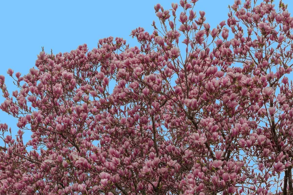 マグノリアの木に咲く — ストック写真