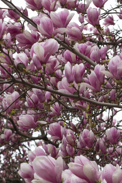 Magnolie blüht am Baum — Stockfoto