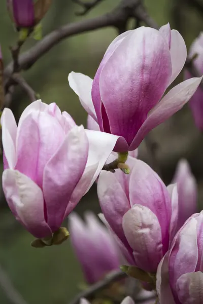 Magnolia floreciendo en el árbol — Foto de Stock