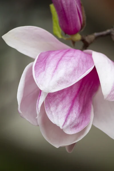 Kwitnące drzewo magnolii — Zdjęcie stockowe