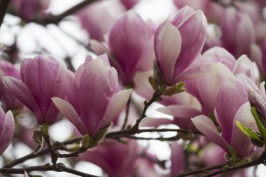 Manolya ağacı çiçek açan