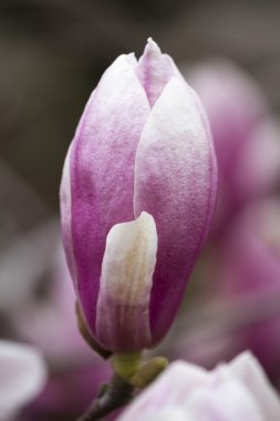 Manolya ağacı çiçek açan