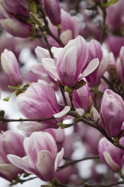 Manolya ağacı çiçek açan