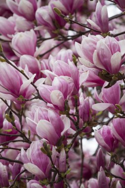 Manolya ağacı çiçek açan