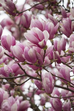 Manolya ağacı çiçek açan