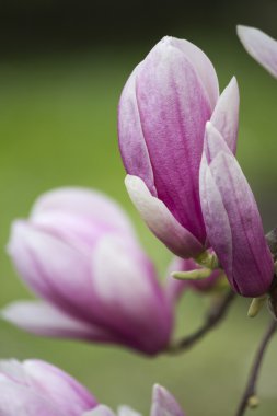 Manolya ağacı çiçek açan