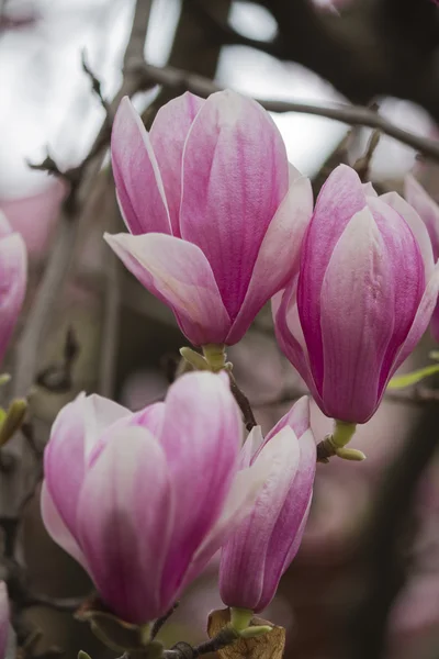 Magnolia op boom in bloei — Stockfoto