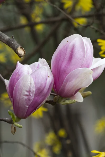 Kwitnące drzewo magnolii — Zdjęcie stockowe