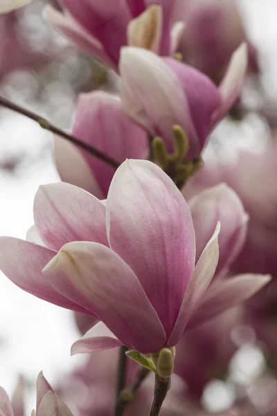 Magnolie blüht am Baum — Stockfoto