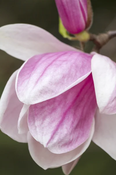 Magnolia som blommar på träd — Stockfoto