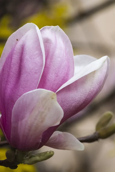 Magnolia blooming on tree — Stock Photo, Image