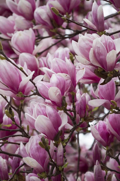 Magnolia op boom in bloei — Stockfoto