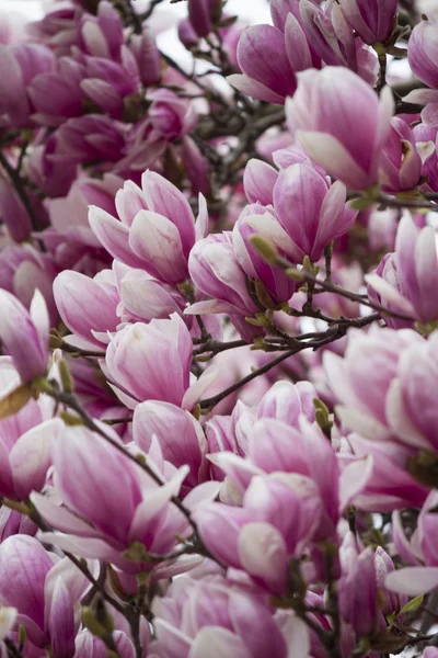 Magnolia op boom in bloei — Stockfoto