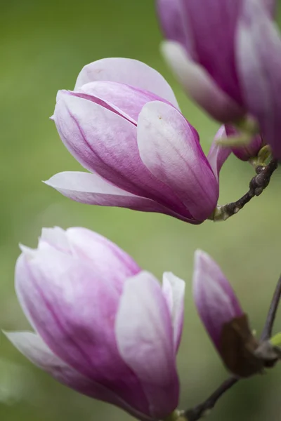 Magnolia fleurissant sur l'arbre — Photo