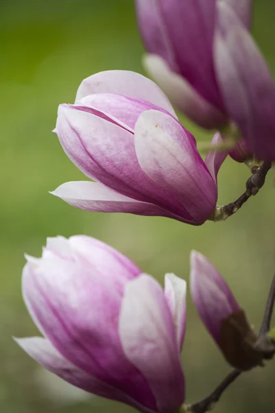 Magnolia fleurissant sur l'arbre — Photo