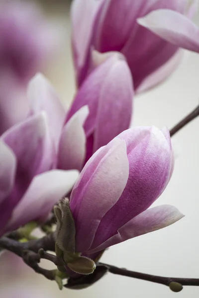 Magnolia op boom in bloei — Stockfoto