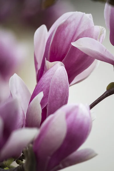 Magnolia op boom in bloei — Stockfoto