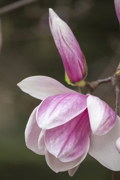 Magnolia fleurissant sur l'arbre — Photo