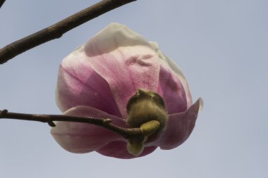 Manolya ağacı çiçek açan