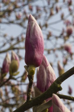 Manolya ağacı çiçek açan