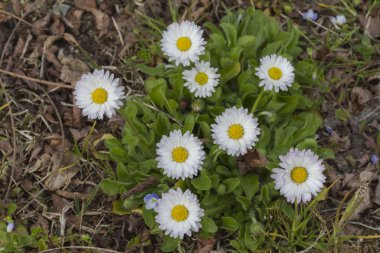 Çayırdaki papatyalar