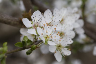 ağaç üzerinde beyaz çiçekler