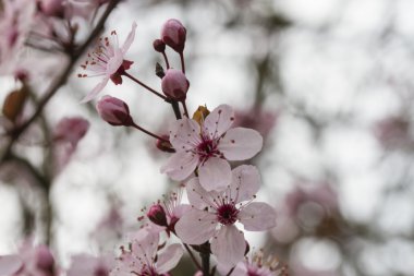 ağaç üzerinde pembe çiçekler