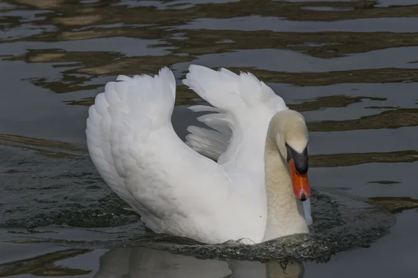 Cisne no lago — Fotografia de Stock