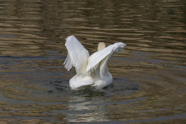 Zwaan op meer — Stockfoto