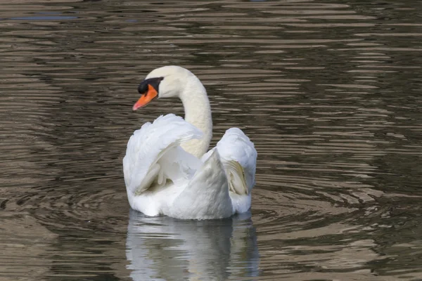 Swan on lake — Stock Photo, Image