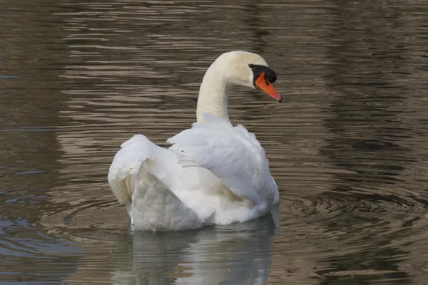 Cisne no lago — Fotografia de Stock