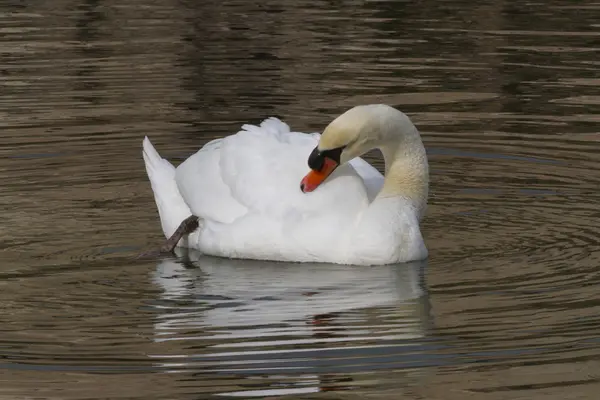 Cigno sul lago — Foto Stock