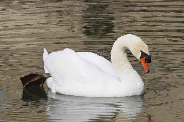 Svan på sjön — Stockfoto