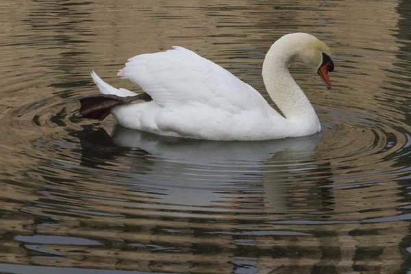 Cisne no lago — Fotografia de Stock