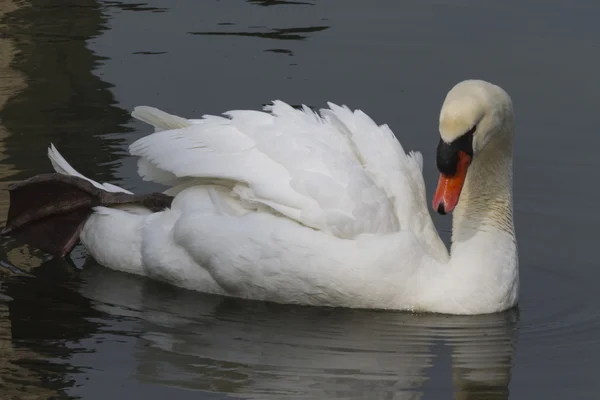 Swan on lake — Stock Photo, Image