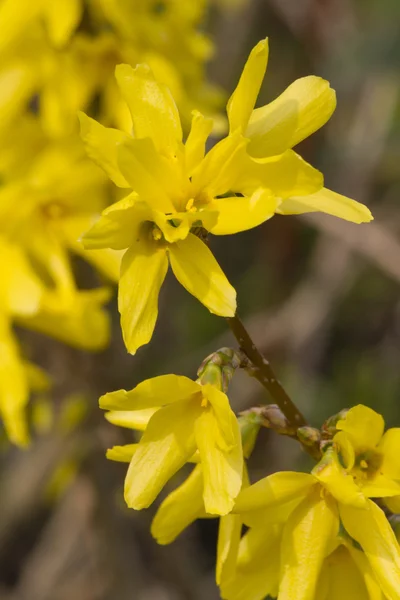 Forsythia en primavera —  Fotos de Stock