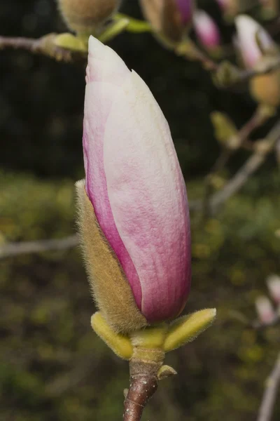 Magnolia fleurissant sur l'arbre — Photo